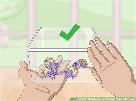 purple pincher|3 Ways to Care for a Hermit Crab (Purple Pincher).